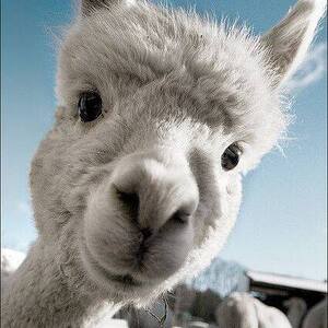 Fundraising Page: Shelly Piechotte